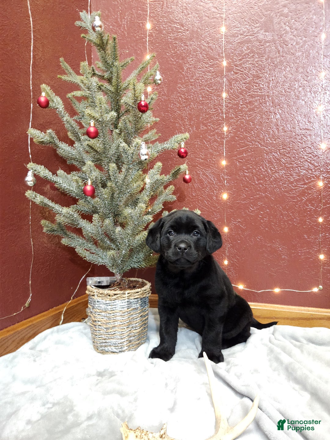 Labrador Retriever dogs for sale: Rambo  - Ad 3