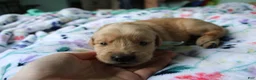 Golden Retriever dogs for sale: Golden Retriever Puppy 4 - Ad 4
