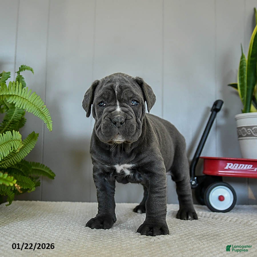 Cane Corso dogs Holly - Ad 1