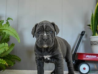 Cane Corso dogs Holly - Ad 1
