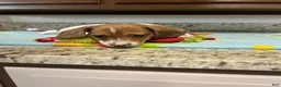 Miniature Dachshund dogs for sale: Arjun  - Ad 6