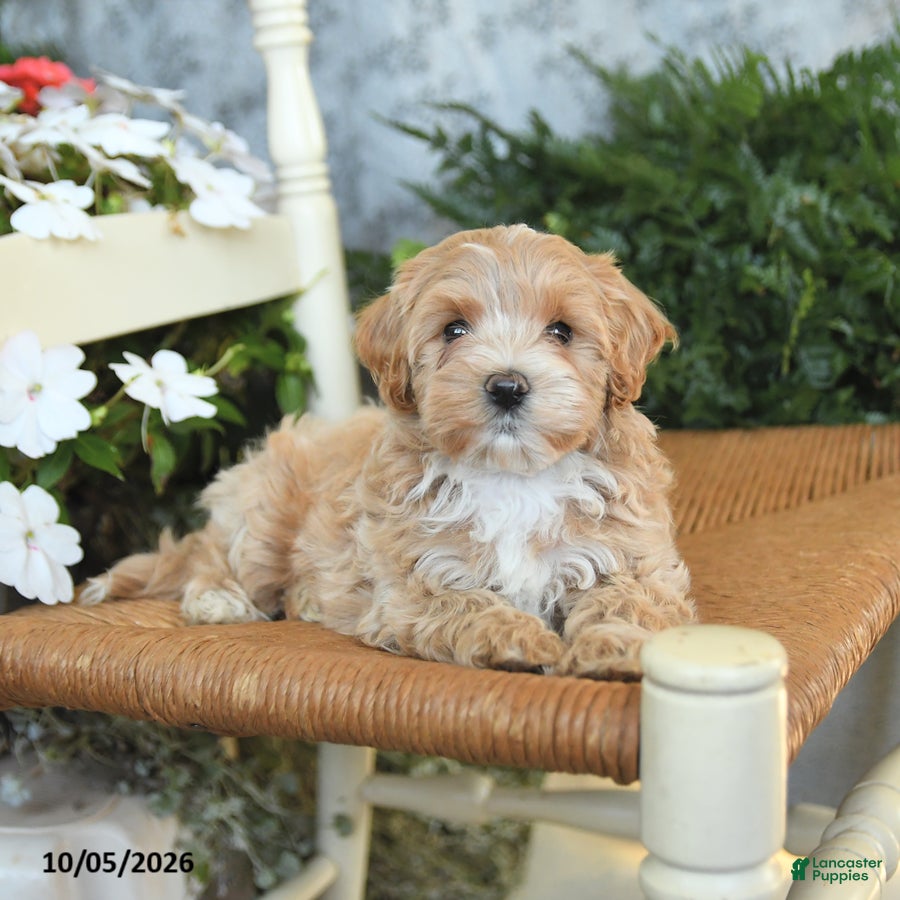 Maltipoo dogs Hershey - Ad 2
