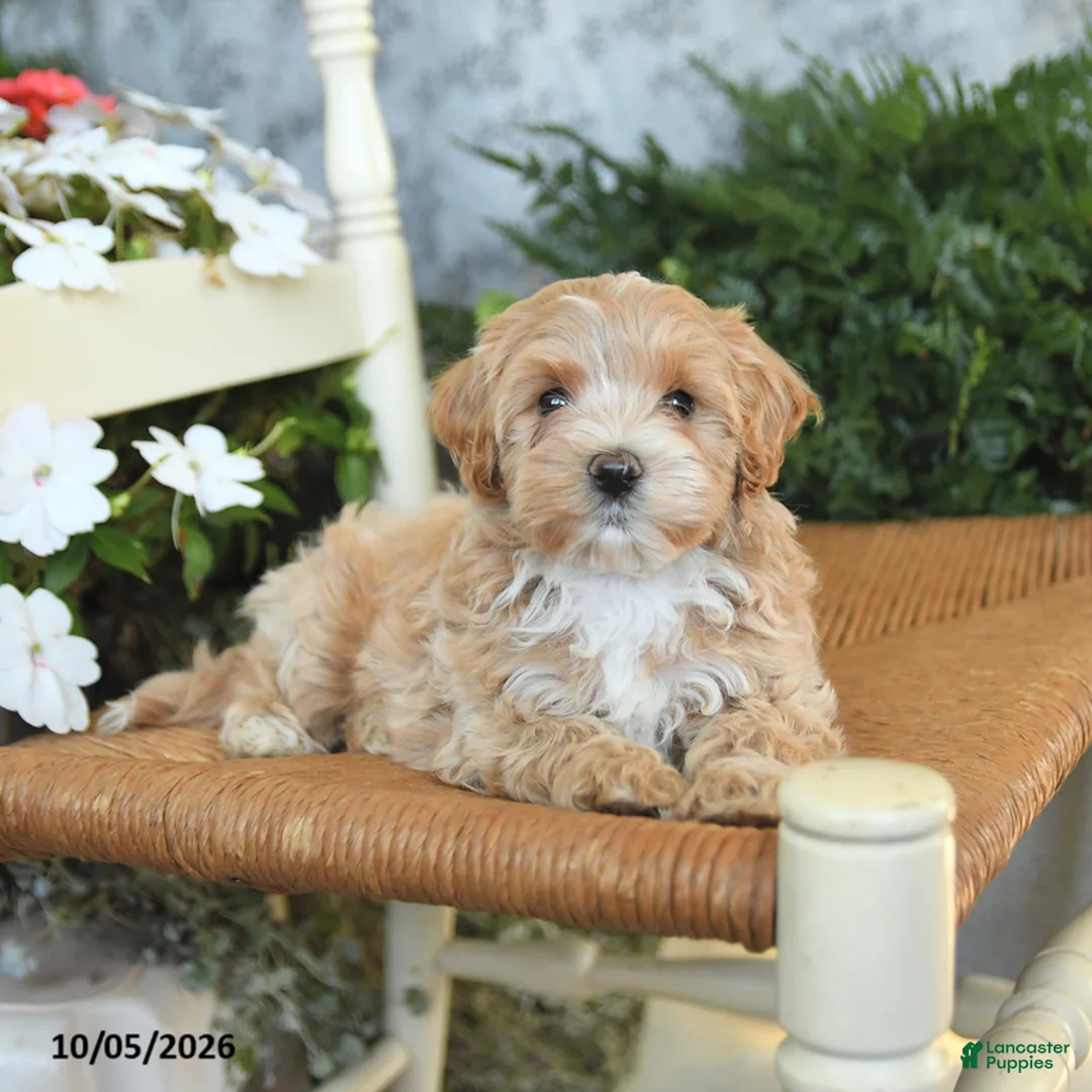 Maltipoo dogs for sale: Hershey - Ad 2