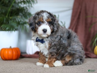 Mini Bernedoodle dogs Blake - Ad 24
