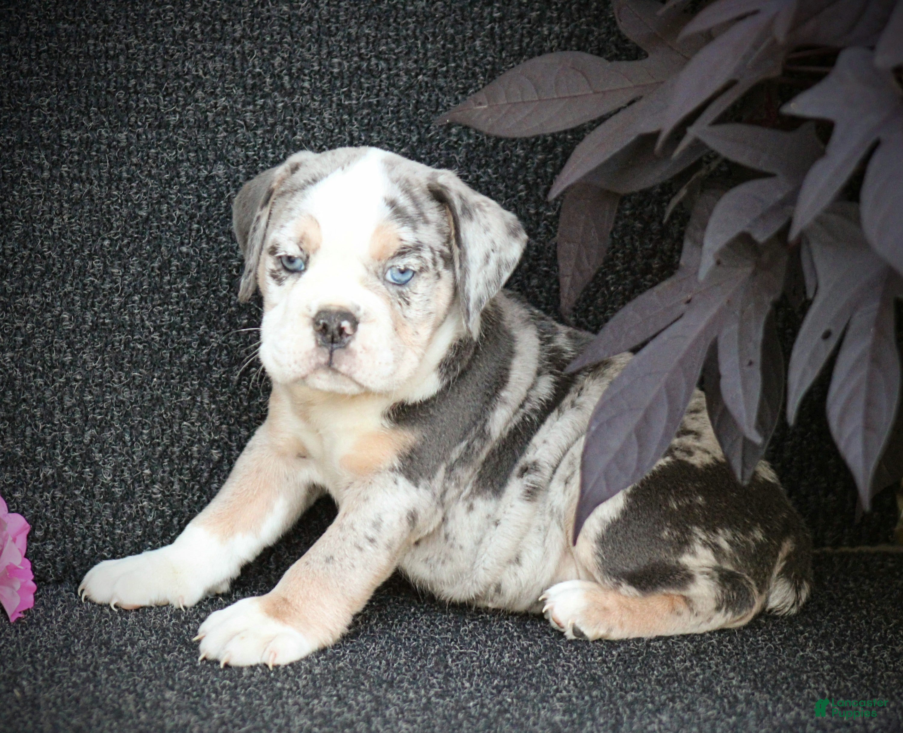 Beabull dogs Skye - Ad 2