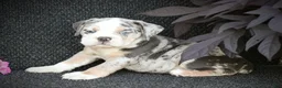 Beabull dogs for sale: Skye - Ad 2