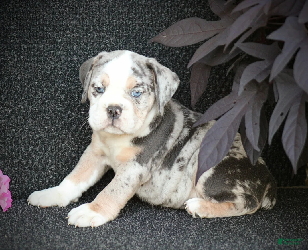 Beabull dogs for sale: Skye - Ad 2