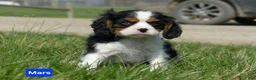 Cavalier King Charles Spaniel dogs for sale: Mars - Ad 8