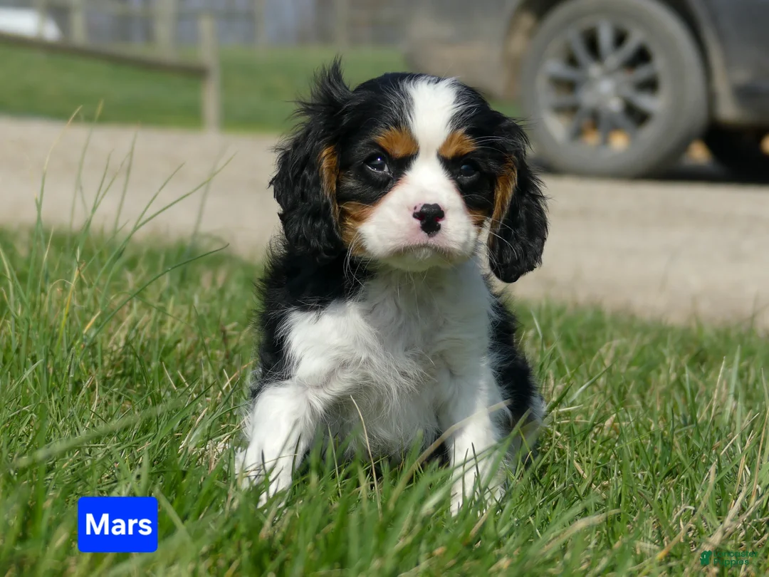 Cavalier King Charles Spaniel dogs for sale: Mars - Ad 8
