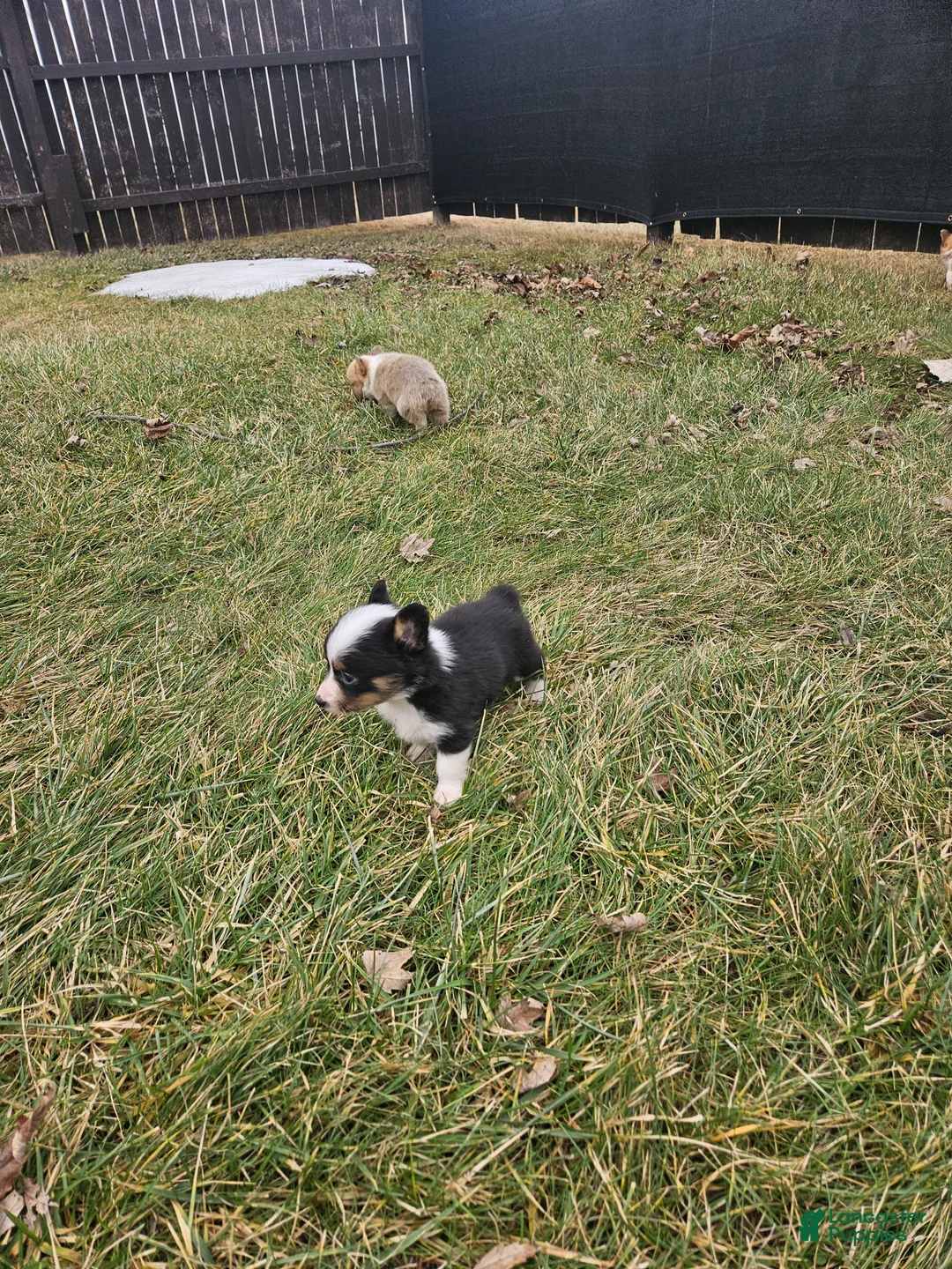 Mixed Breed dogs for sale: Roxy - Ad 6