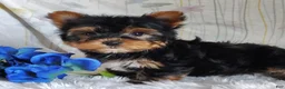 Yorkshire Terrier dogs for sale: Antonio - Ad 1