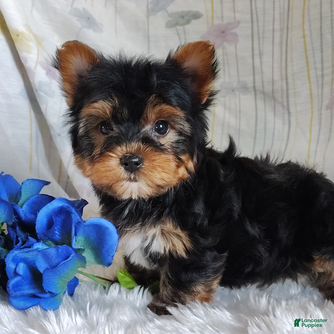 Yorkshire Terrier dogs for sale: Antonio - Ad 1