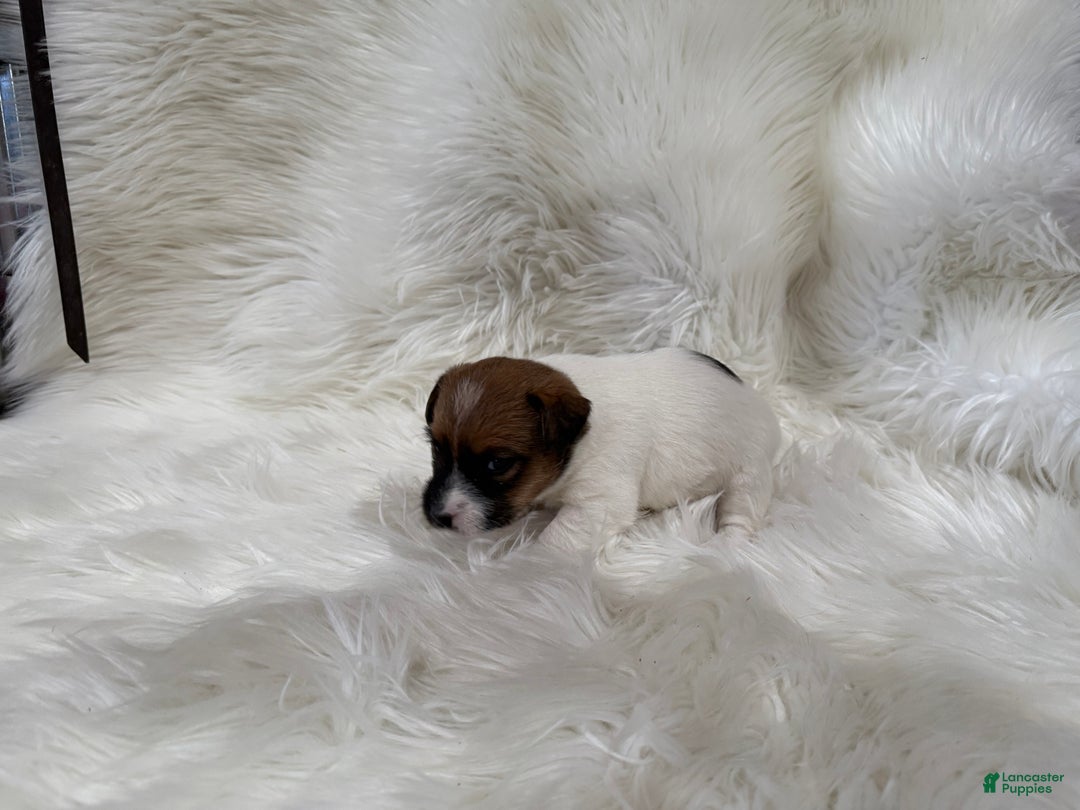 Jack Russell Terrier dogs for sale: Griffin Puppy 4 - Ad 2