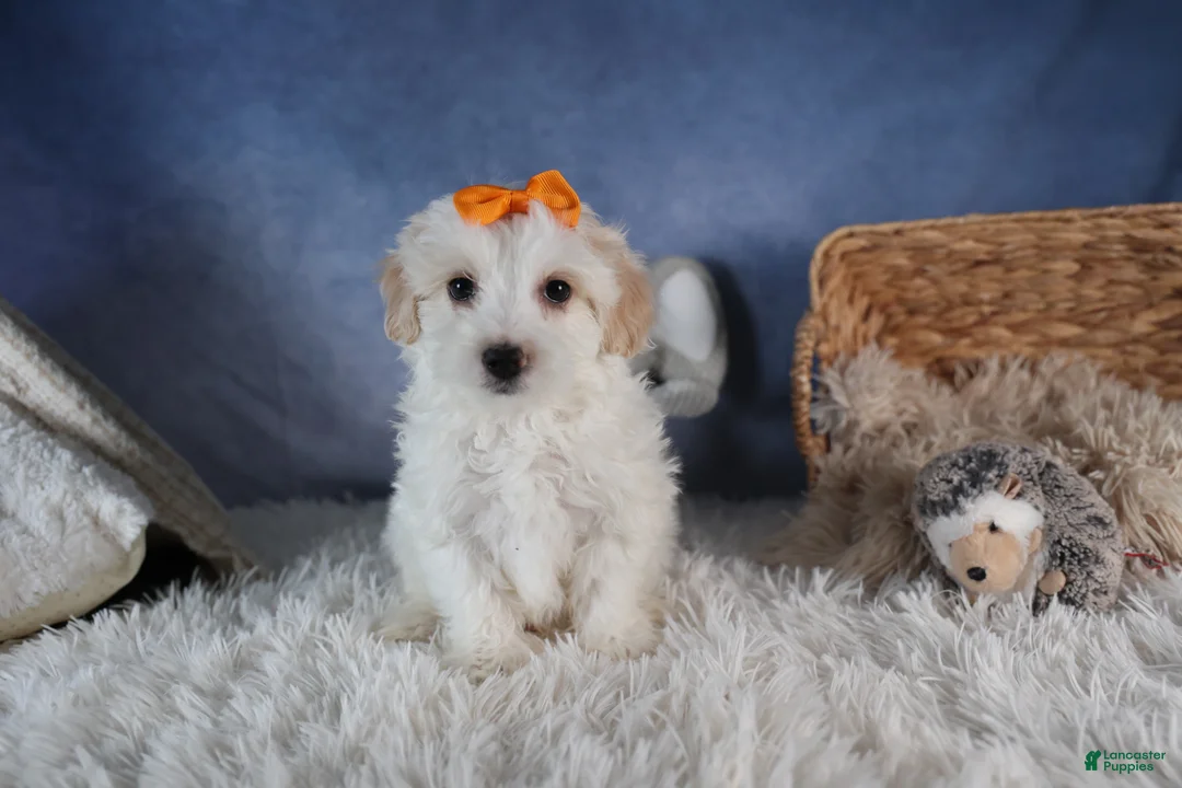 Havapoo dogs for sale: FROSTY - Ad 8