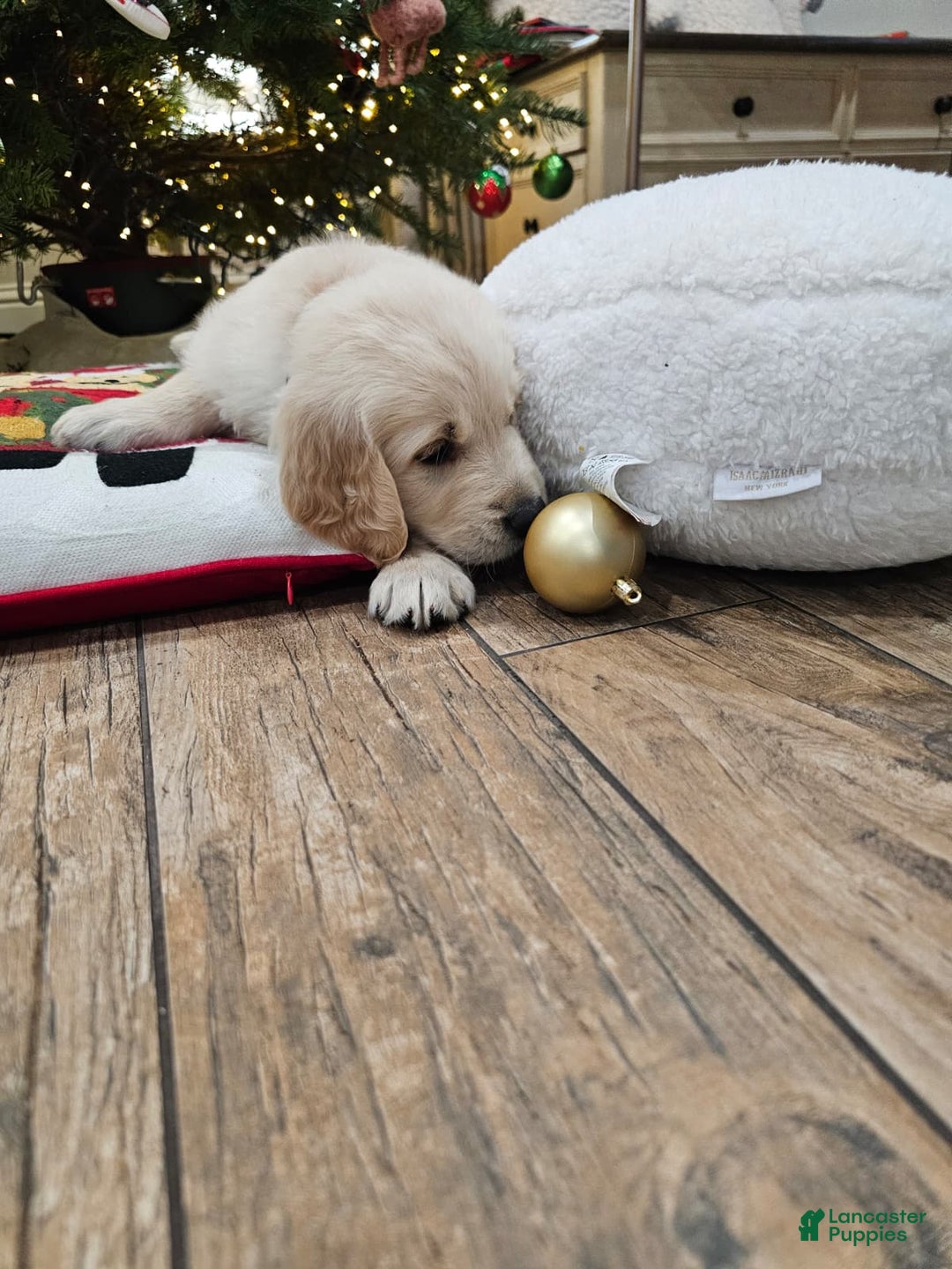 Golden Retriever dogs for sale: Golden Retriever Puppy 7 - Ad 9