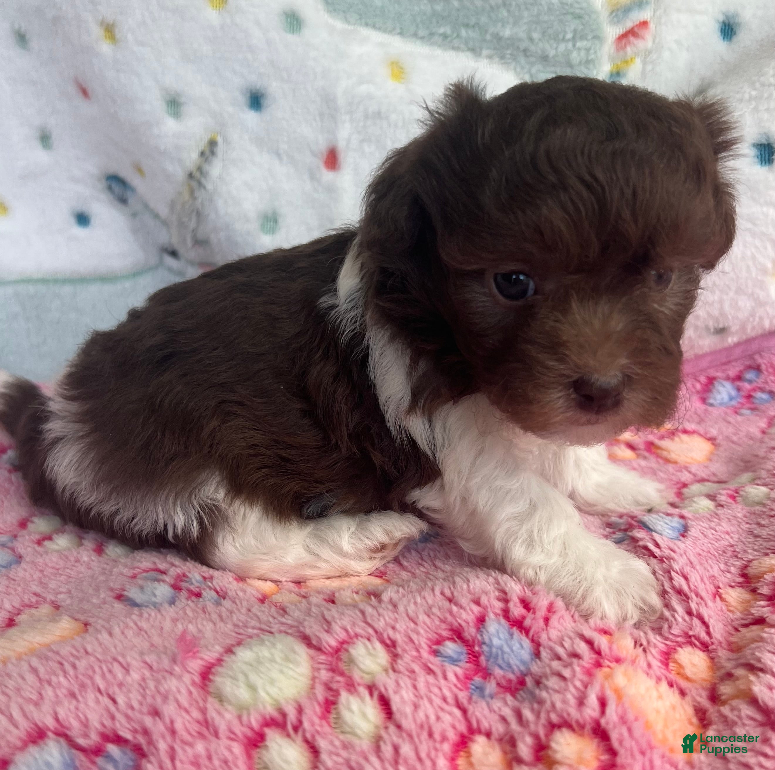 Havanese dogs Cricket  - Ad 2