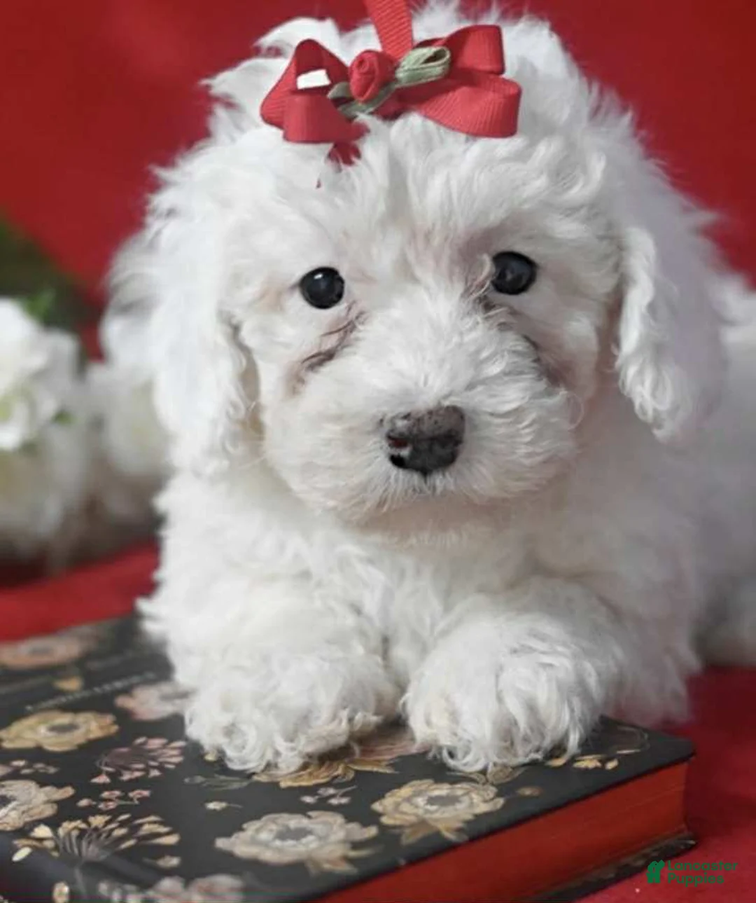 Toy Poodle dogs for sale: Penny - Ad 1