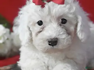 Toy Poodle dogs Penny - Ad 23