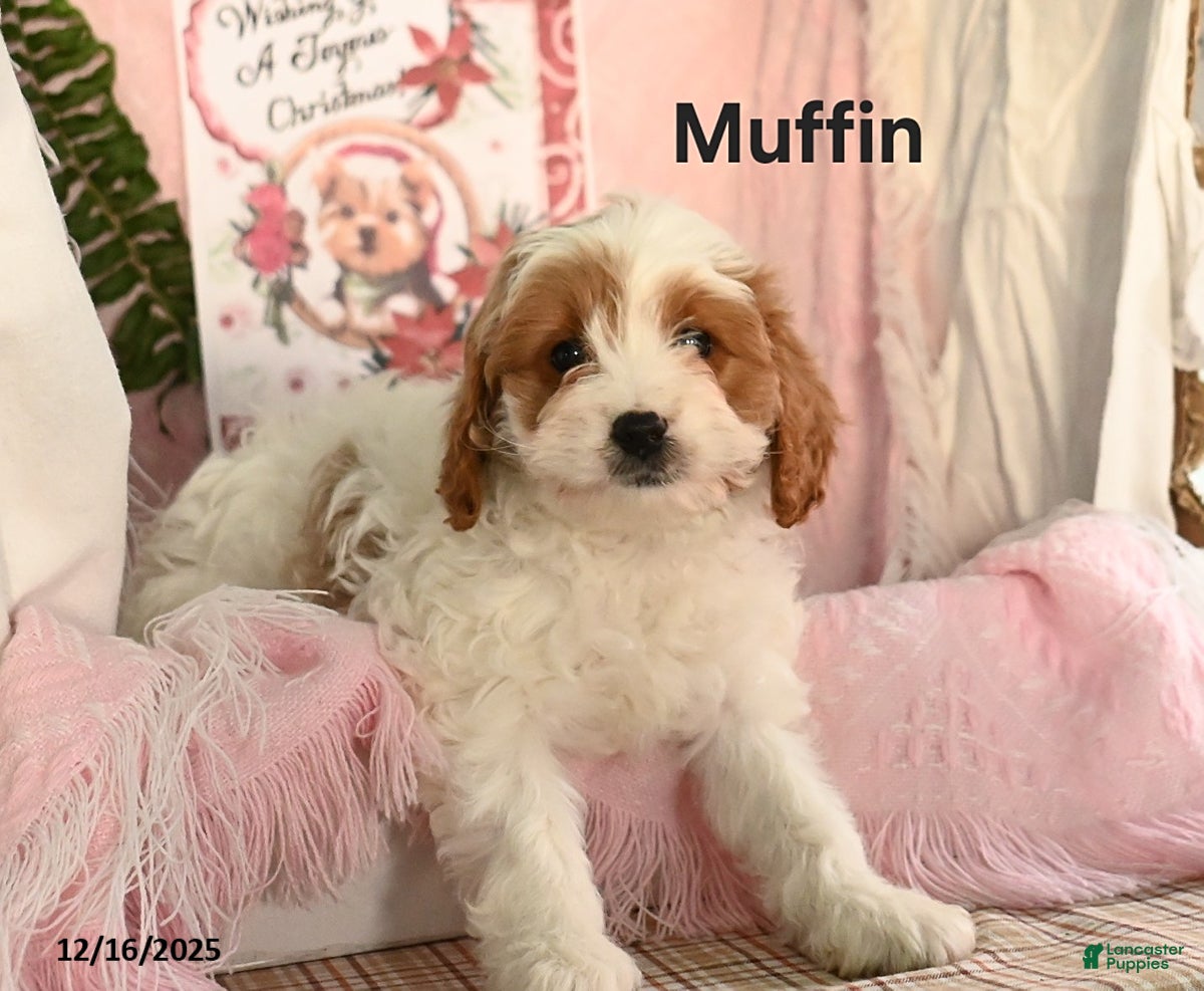 Cavapoo dogs Muffin - Ad 36