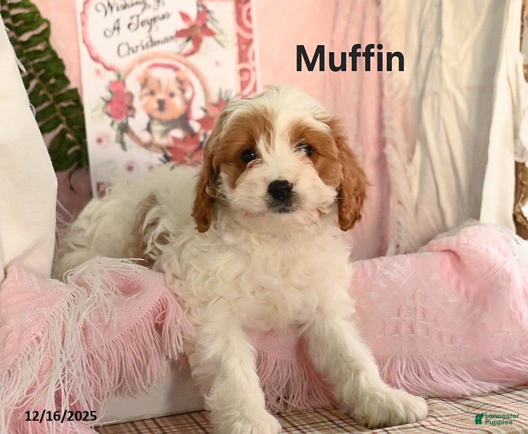 Cavapoo dogs for sale: Muffin - Ad 1