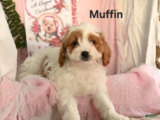 Cavapoo dogs Muffin - Ad 7