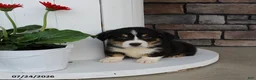 Welsh Corgi Pembroke dogs for sale: Charlie - Ad 5