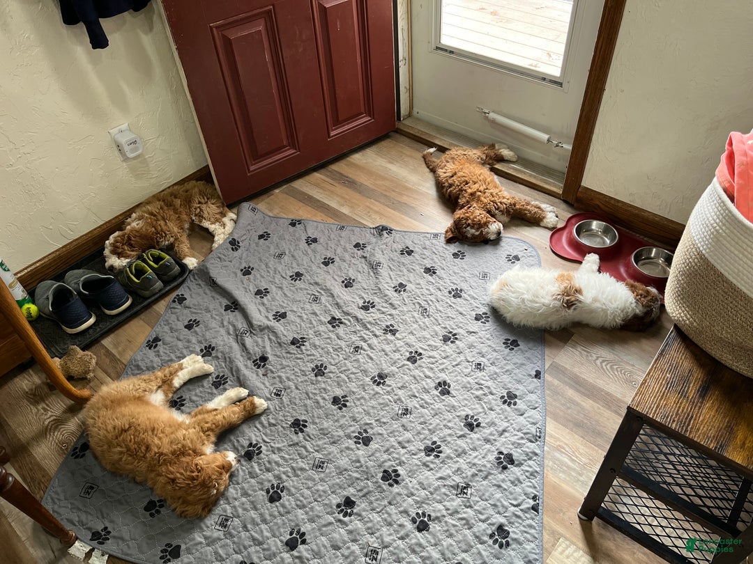 Mini Bernedoodle dogs for sale: Caramel - Ad 16