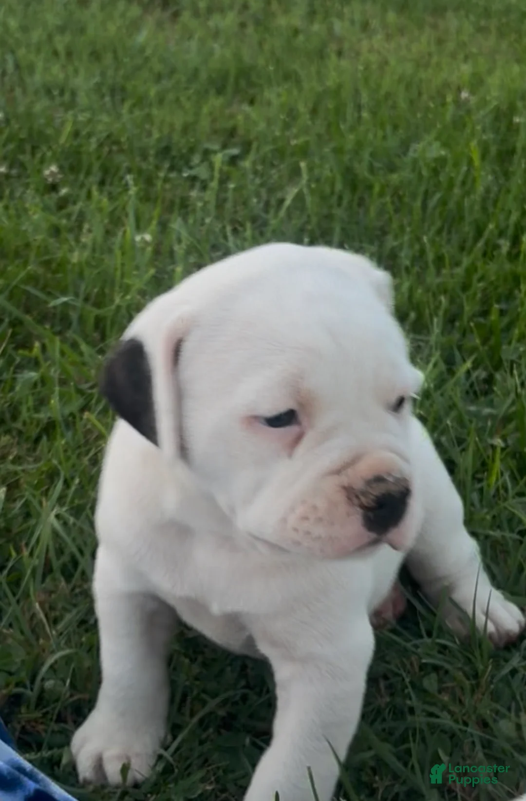American Bulldog dogs for sale: Misty - Ad 2