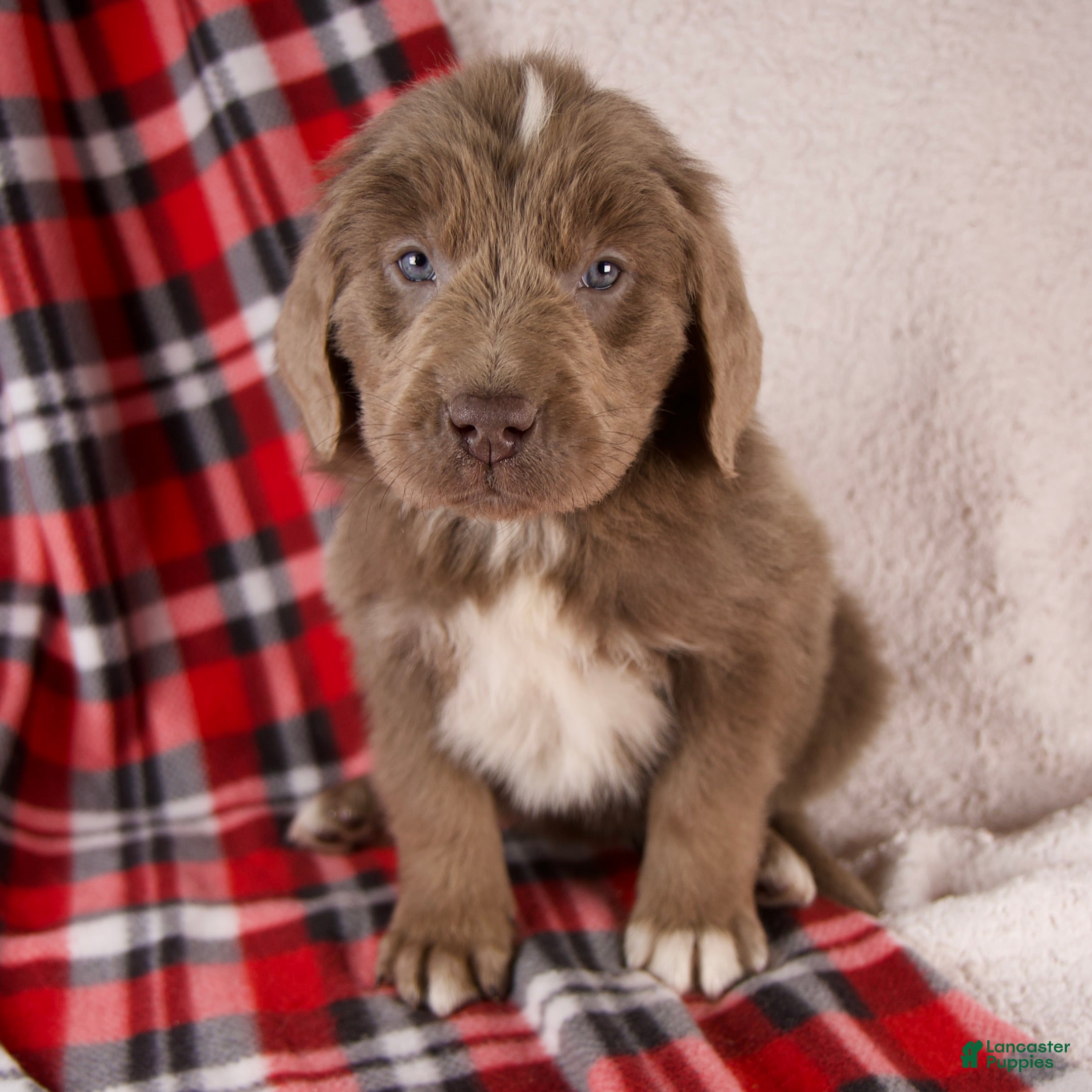 Newfoundland dogs Flora - Ad 6