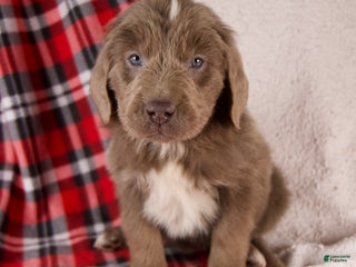 Newfoundland dogs Flora - Ad 34