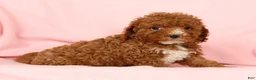 Cavapoo dogs for sale: Harper - Ad 7