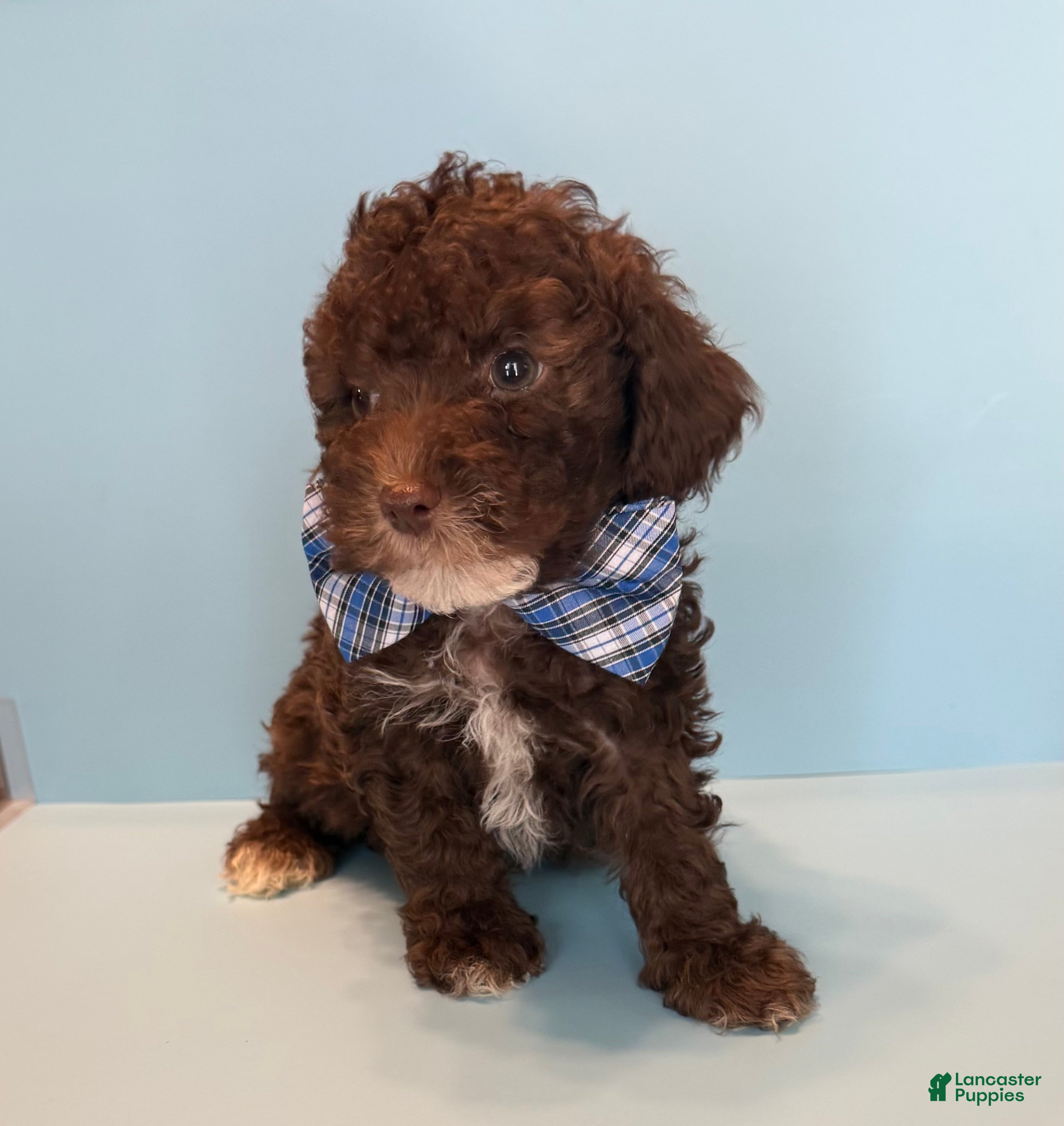 Toy Poodle dogs Toy Poodle 4 - Ad 1