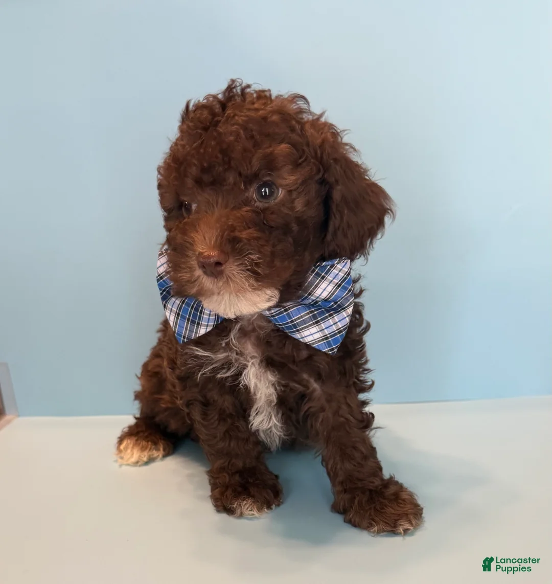 Toy Poodle dogs for sale: Toy Poodle 4 - Ad 1
