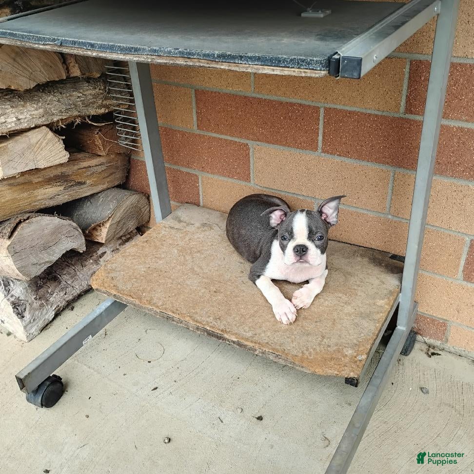 Boston Terrier dogs Ritzy - Ad 1