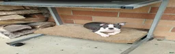 Boston Terrier dogs for sale: Ritzy - Ad 1