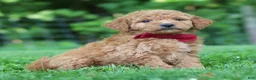 Mini Goldendoodle dogs for sale: Pickles - Ad 3