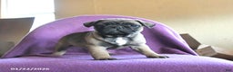 Frug dogs for sale: Tilly - Ad 1