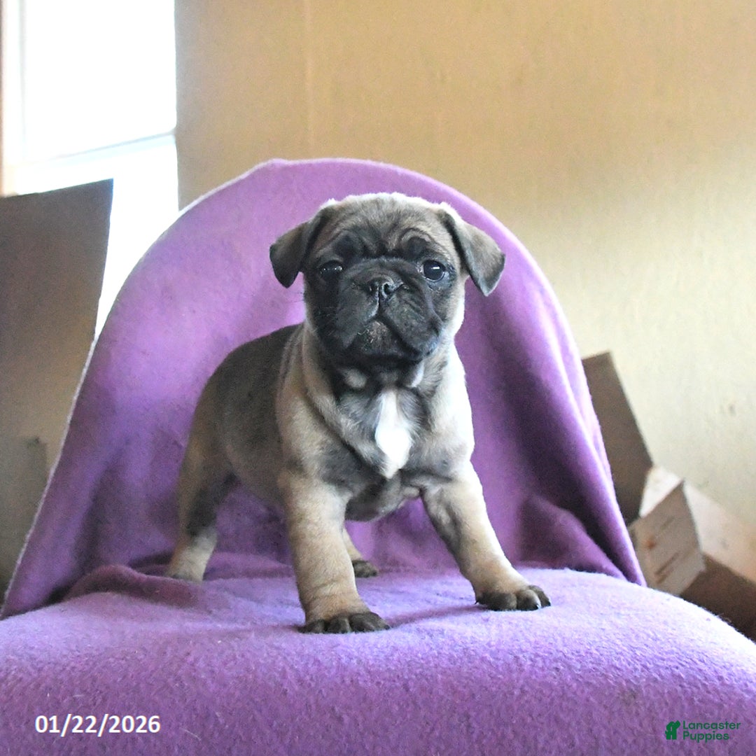 Frug dogs for sale: Tilly - Ad 1