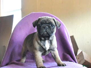 Frug dogs Tilly - Ad 6