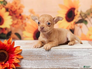 Chihuahua dogs - Ad 27