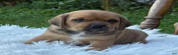 Puggle dogs for sale: Paisley  - Ad 3
