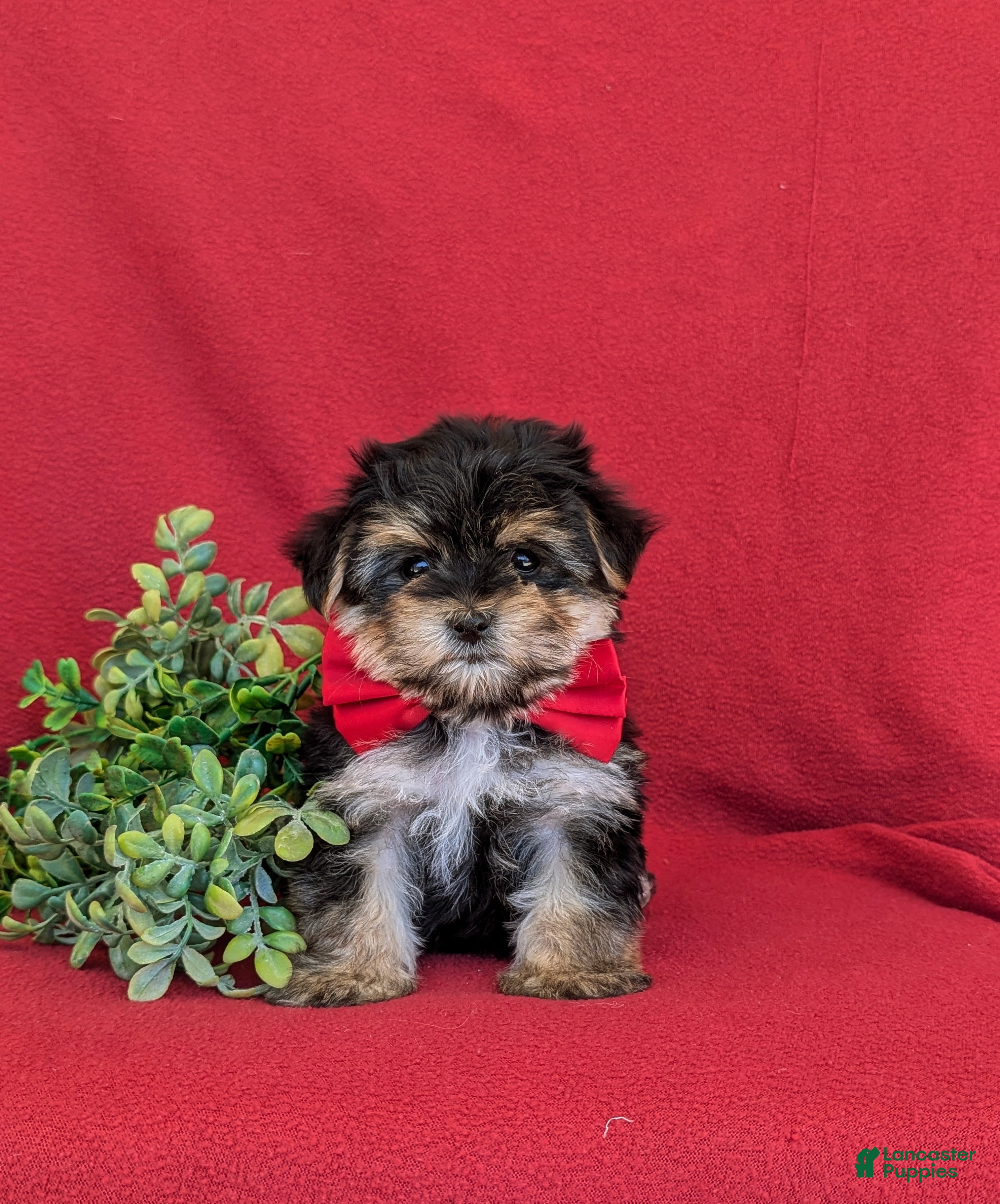 Morkie dogs Rainger 6 lbs Full Grown - Ad 2