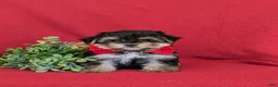 Morkie dogs for sale: Rainger 6 lbs Full Grown - Ad 2