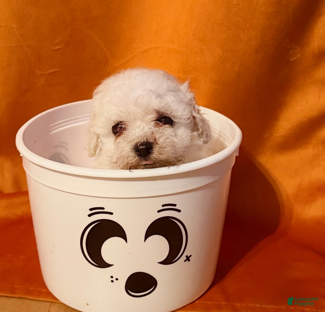 Toy Poodle dogs for sale: Toy Poodle Puppy 2 - Ad 2