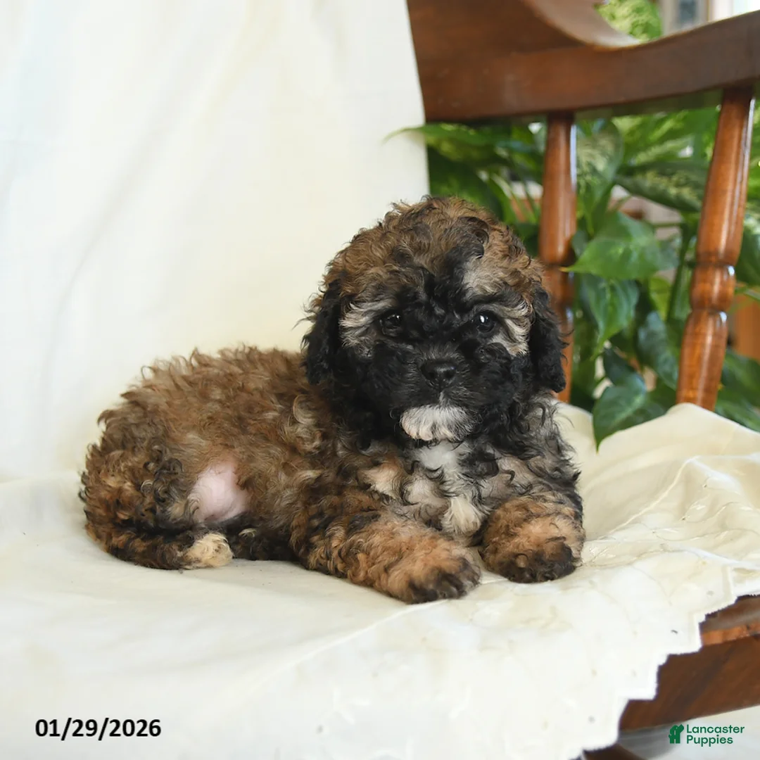 Miniature Poodle dogs for sale: Jasper - Ad 3