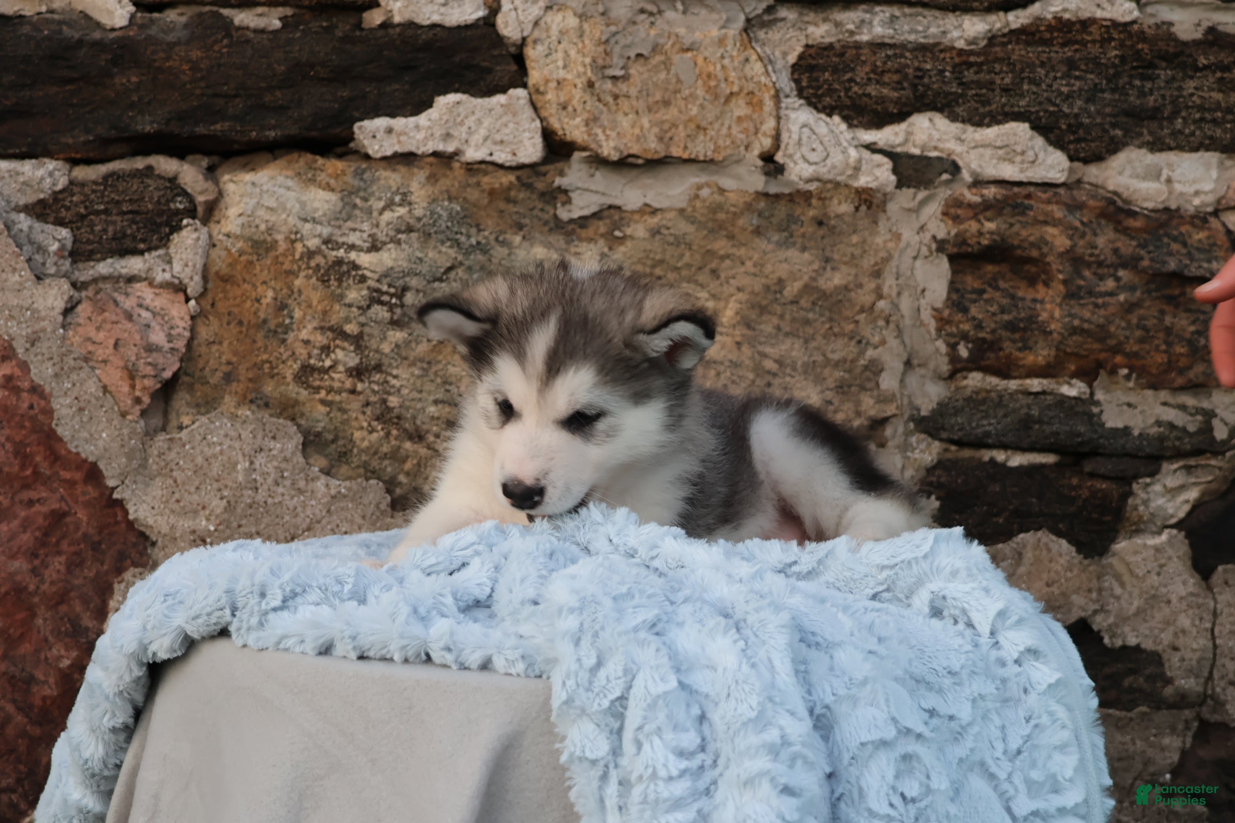Alaskan Malamute dogs Gem - Ad 2