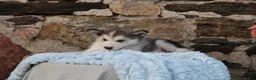 Alaskan Malamute dogs for sale: Gem - Ad 4