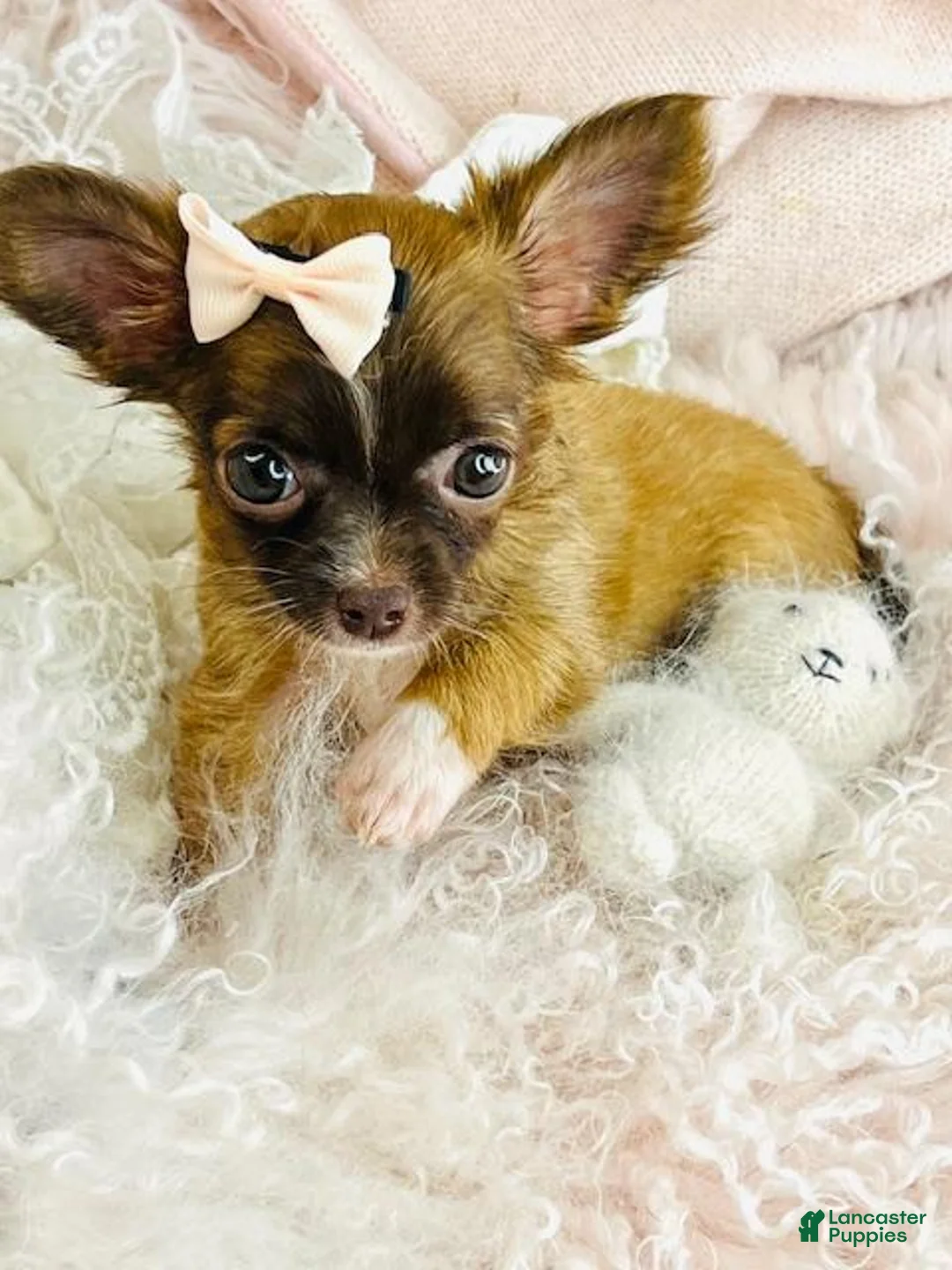 Chihuahua dogs for sale: Chihuahua Puppy 1 - Ad 6