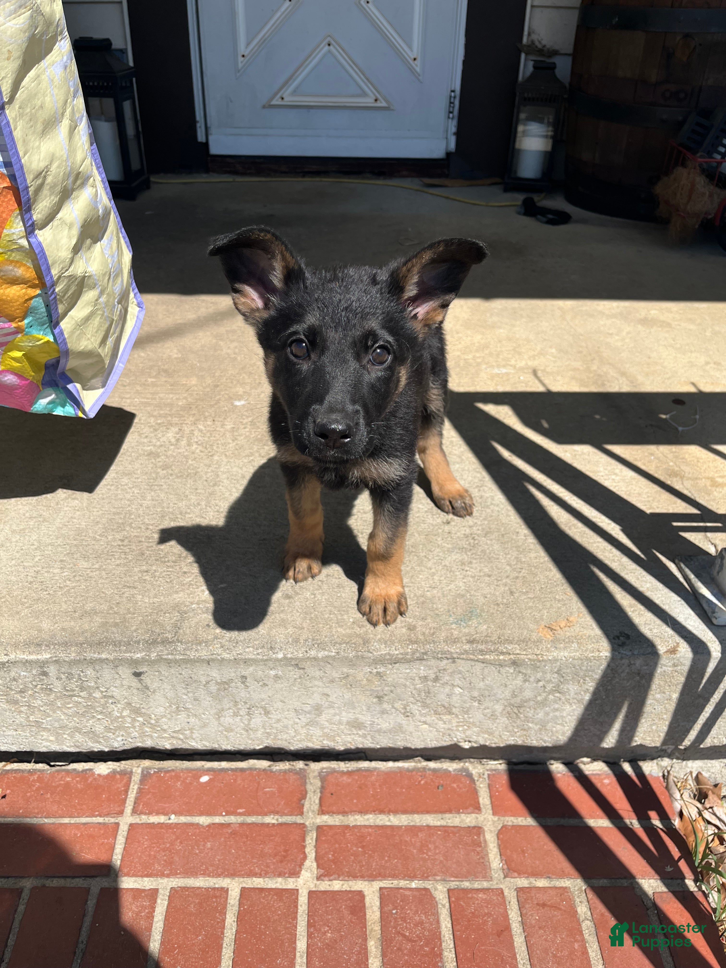 German Shepherd dogs German Shepherd Puppy 3 (Poppy)  - Ad 19