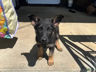 German Shepherd dogs German Shepherd Puppy 3 (Poppy) - Ad 19